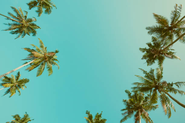 istock Palm trees vintage toned with copy space 933458340