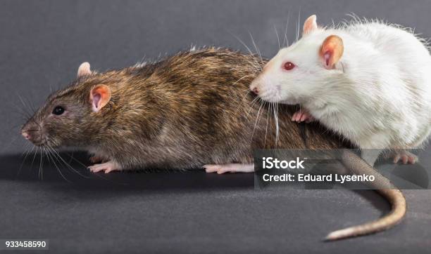 Four Gray Rats White And Gray Rats Stock Photo - Download Image Now - Animal, Animal ...