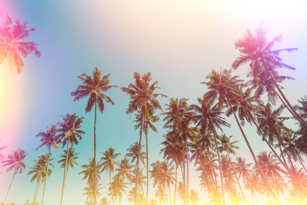 istock Tropical coconut palm trees vintage toned 933458718
