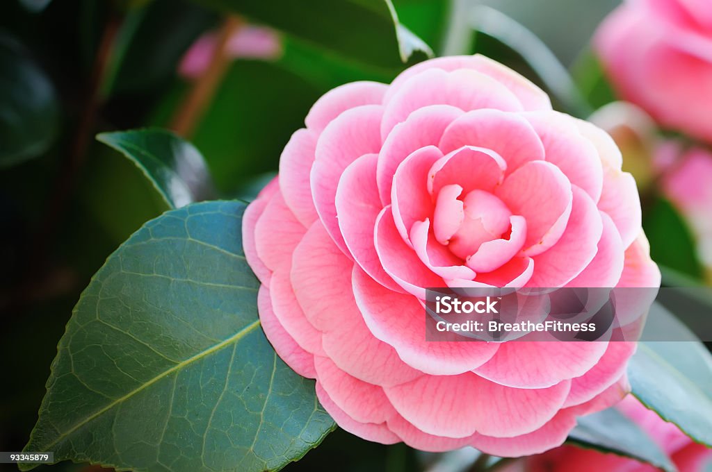 Close-up of a beautiful pink Camellia with green leaves Close up of a perfect pink camellia. Camellia Stock Photo