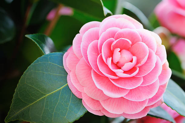Close-up of a beautiful pink Camellia with green leaves Close up of a perfect pink camellia. camellia stock pictures, royalty-free photos & images