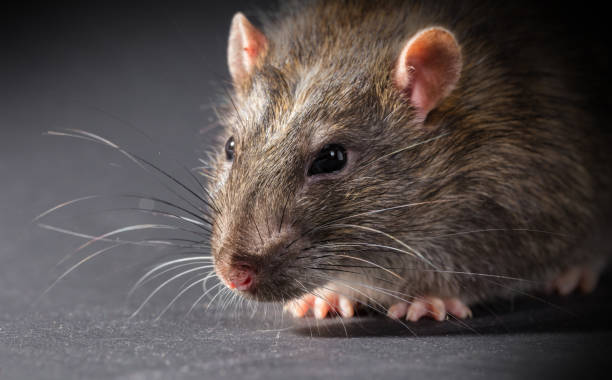istock animal gray rat close-up 933461768