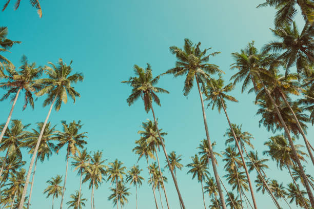 istock Tropical coconut palm trees vintage toned 933462478