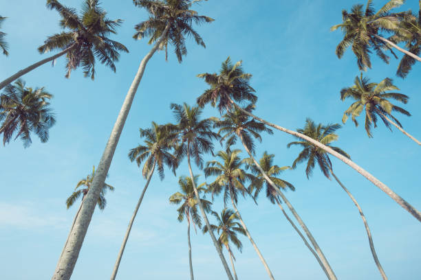 istock Tropical coconut palm trees vintage toned 933462746