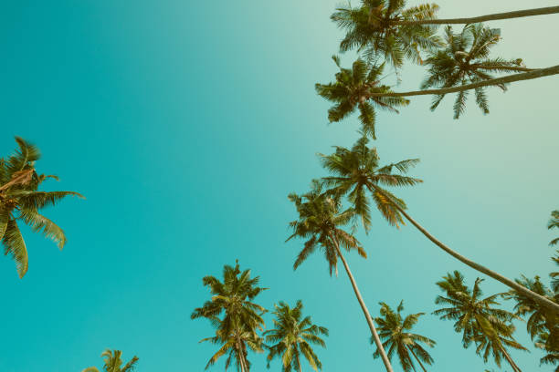 istock Tropical coconut palm trees vintage toned 933465572