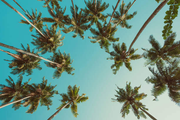 istock Tropical coconut palm trees vintage toned 933465866