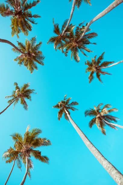 colheita de árvores tropicais coqueiro em tons - goa beach india green - fotografias e filmes do acervo