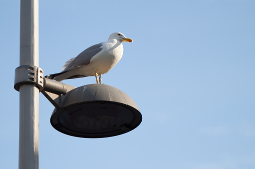 Seagull on a city light pole