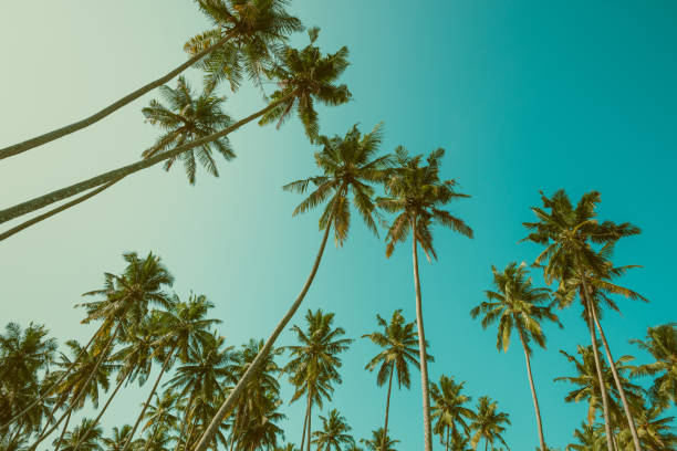 istock Tropical coconut palm trees vintage toned 933469368