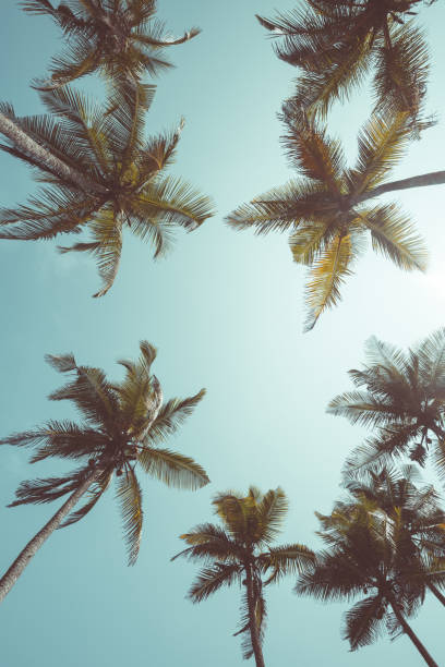 istock Tropical coconut palm trees vintage toned 933470098