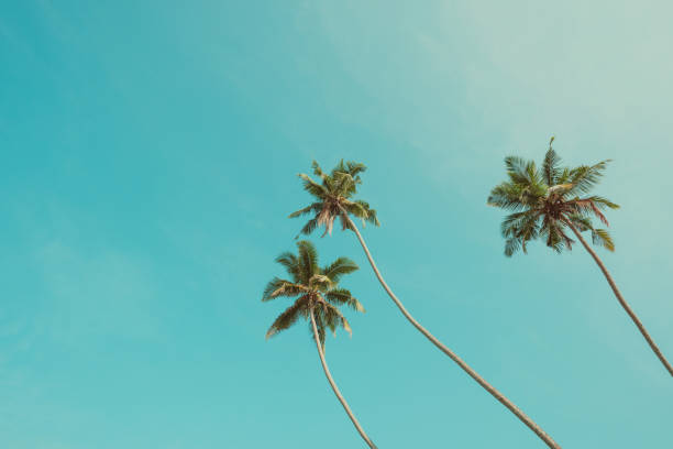 istock Tropical coconut palm trees vintage toned 933470582