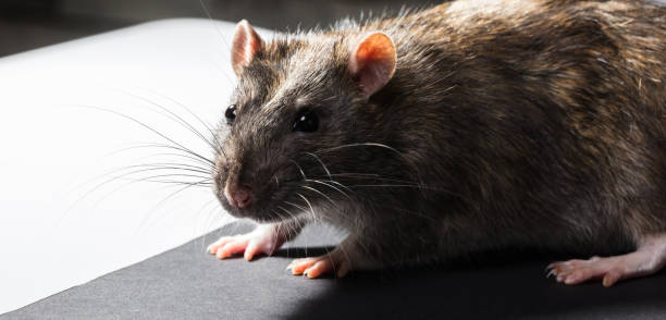 istock animal gray rat portrait 933471686