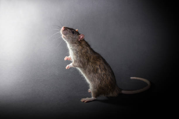 istock animal gray rat standing 933474306