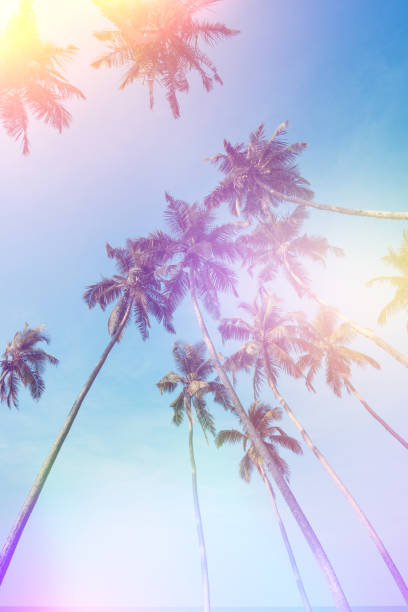 istock Tropical coconut palm trees vintage toned 933474692