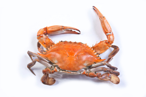 Hermit Crab, pagurus bernhardus, Adult in its Shell