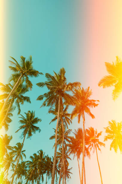 istock Tropical coconut palm trees vintage toned 933474884