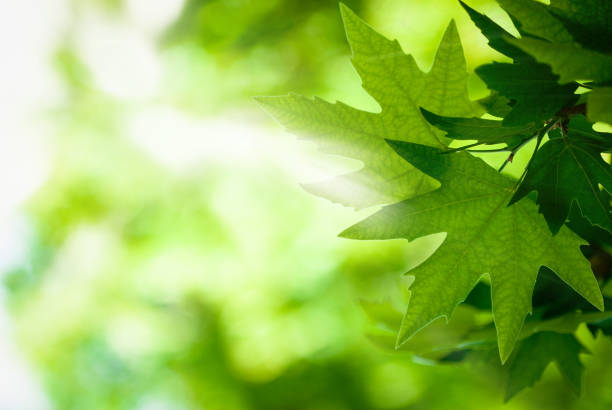 istock green leaves with sun rays, very shallow focus 933474962