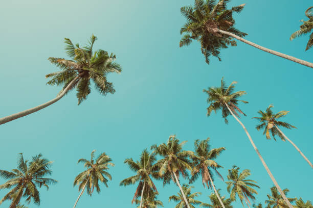 istock Tropical coconut palm trees vintage toned 933475498