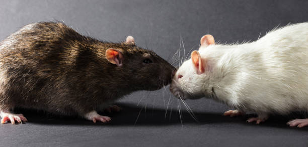 istock white and gray rats on a black background 933475626