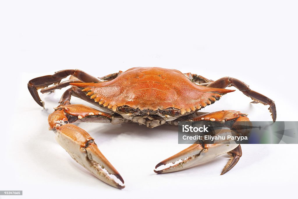 Gedämpfte Krabben - Lizenzfrei Dampfkochen Stock-Foto