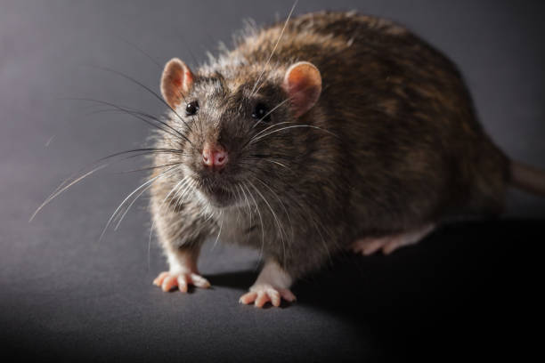 istock animal gray rat close-up 933477444
