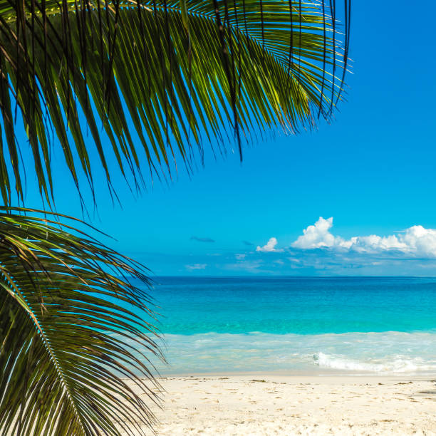 istock Tropical island beach. Perfect vacation background. 933478312