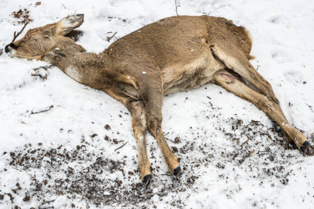 Dead roe deer lying in snow Dead roe deer lying in snow. Photograph taken near Leutstetten, Bavaria, Germany. roe deer frost stock pictures, royalty-free photos & images