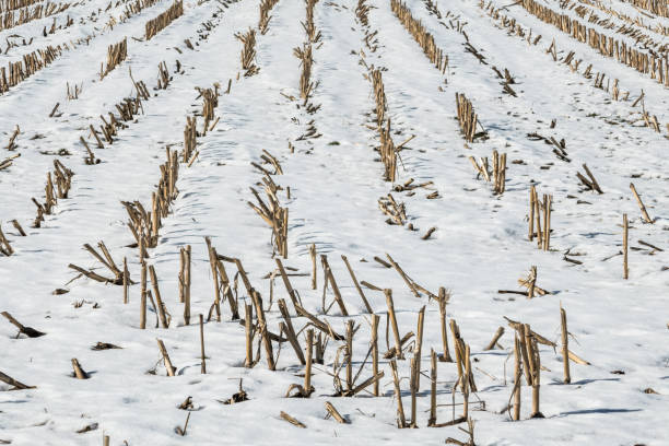 istock Field in winter covered with a little snow 933479668
