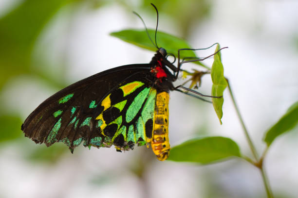 istock Macro photo of butterfly resting on a leaf 933482592