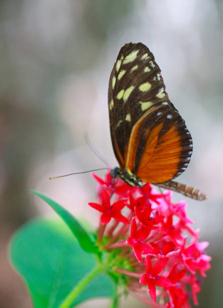 istock Macro photo of butterfly resting on a leaf 933482640