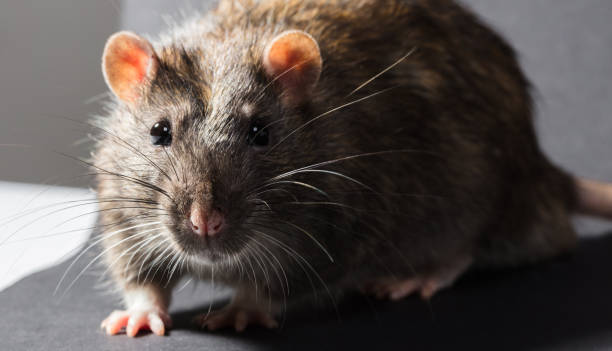 istock animal gray rat close-up 933483688