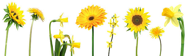 istock set of yellow flowers 93348417