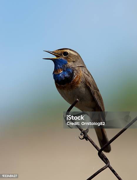 Piscode - Fotografias de stock e mais imagens de Animal - Animal, Animal macho, Animal selvagem