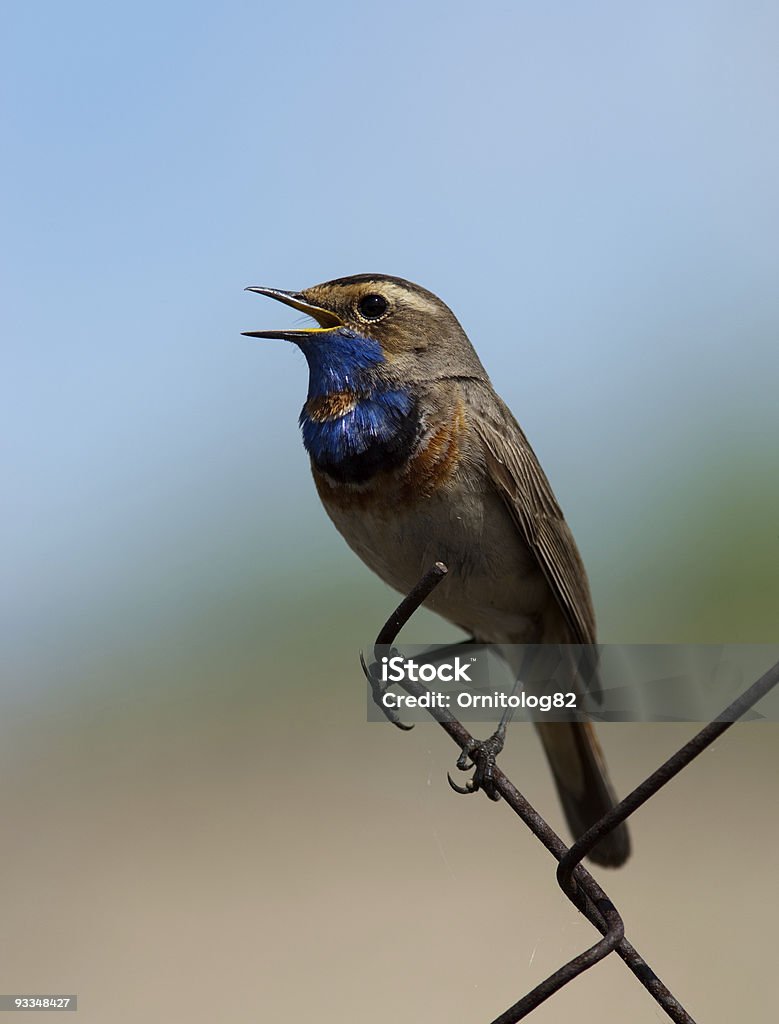 Bluethroat (Luscinia svecica) - Стоковые фото Bluethroat роялти-фри