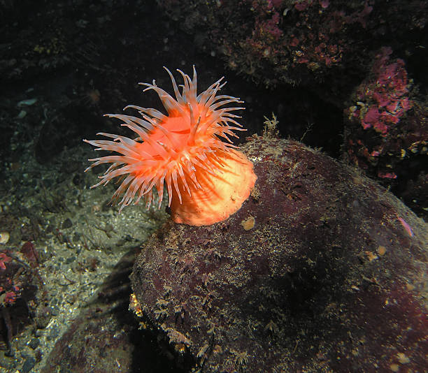 Bright orange anemone stomphia didemon on a submarine rock