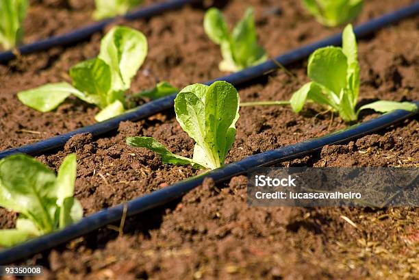 Germogli Di Divisione - Fotografie stock e altre immagini di Agricoltura - Agricoltura, Alimentazione sana, Ambientazione esterna