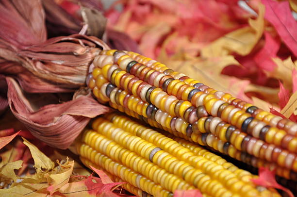 Indian Corn stock photo