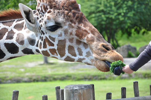 Feeding A Giraffe stock photo