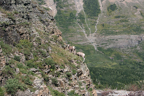 glacier national park, montana - montana bighorn sheep steep horned foto e immagini stock