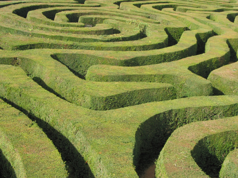 A green hedge maze viewed obliquely from above with convoluted paths curving through it in a pattern similar to the folds in the brain.