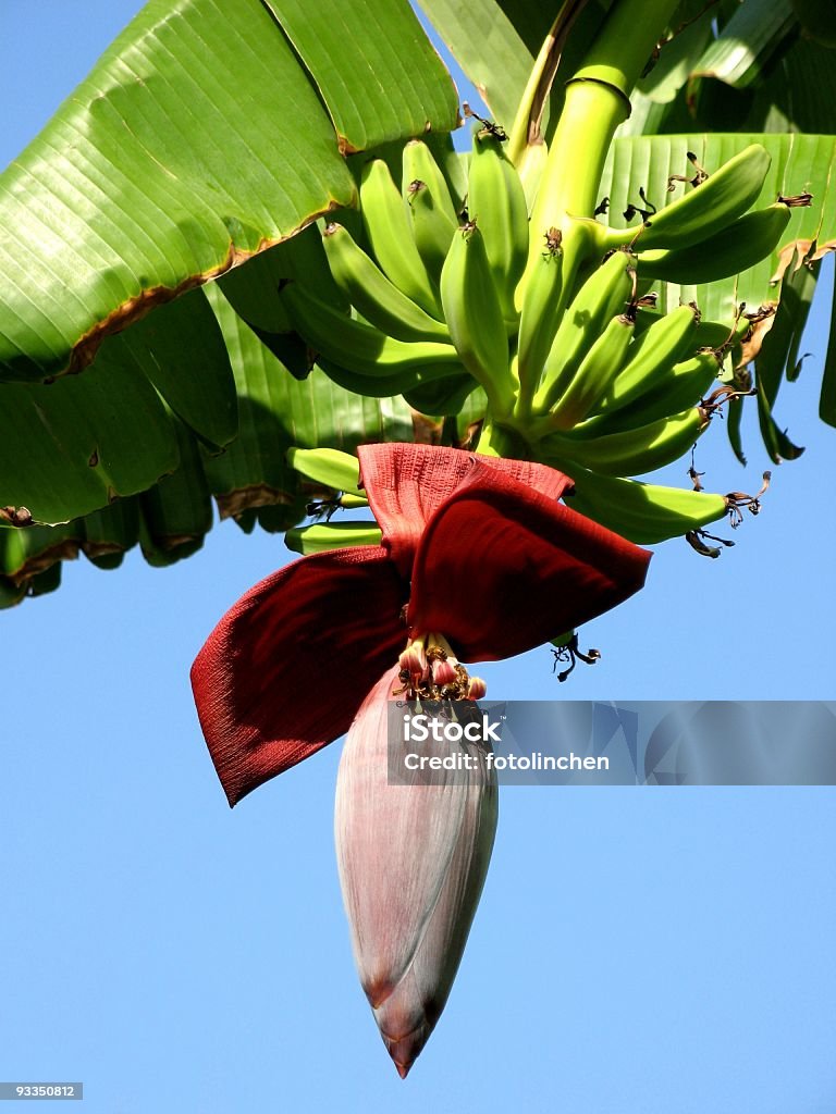 Banana tree - Lizenzfrei Bananenstaude Stock-Foto