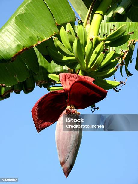 Banana Tree Stockfoto und mehr Bilder von Bananenstaude - Bananenstaude, Exotik, Kochbanane - Tropischer Baum