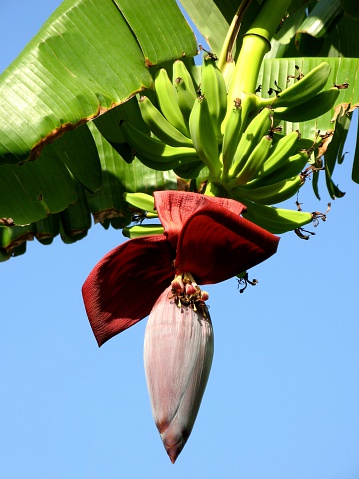 Sicilian banana-tree with bananas and blossom