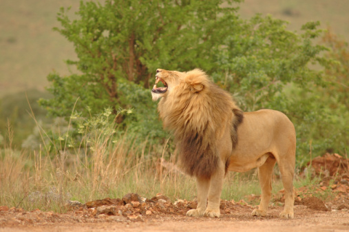 Roaring Lion Stock Photo - Download Image Now - Lion - Feline, Roaring,  Animal - iStock