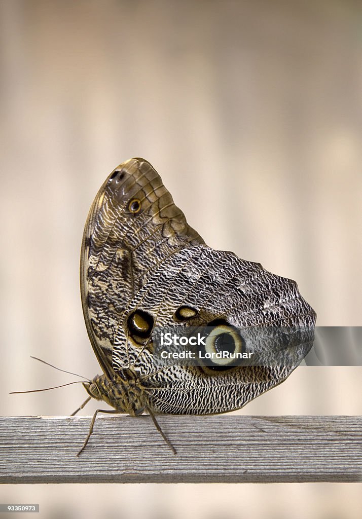 Mariposa búho - Foto de stock de Mariposa - Lepidópteros libre de derechos