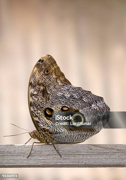 Mariposa Búho Foto de stock y más banco de imágenes de Mariposa - Lepidópteros - Mariposa - Lepidópteros, Ala de animal, Animal