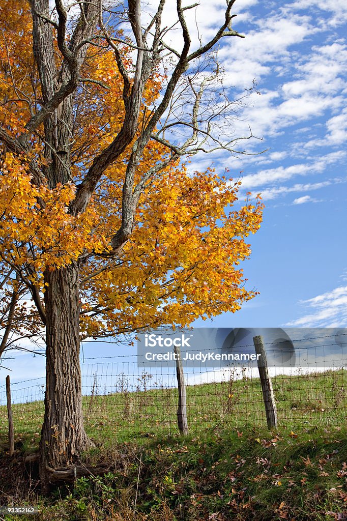 Jesienią drzewa, ogrodzenie i niebo - Zbiór zdjęć royalty-free (Bez ludzi)