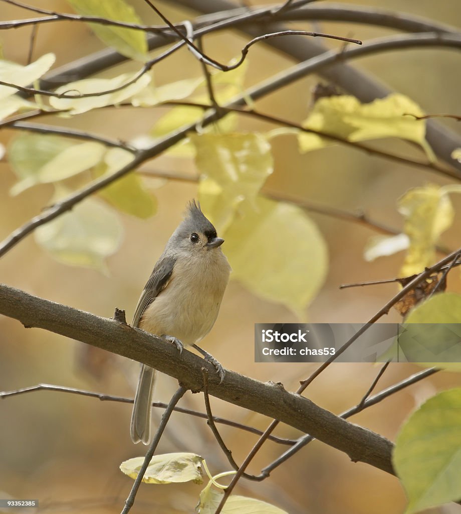 Tufted Titmouse (Baeolophus bicolor) - Zbiór zdjęć royalty-free (Bez ludzi)