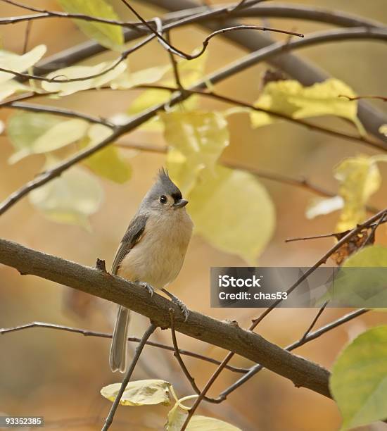 Tufted Titmouse - zdjęcia stockowe i więcej obrazów Bez ludzi - Bez ludzi, Dzikie zwierzęta, Fotografika