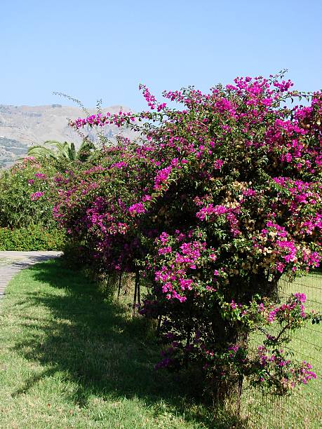 istock Sicilian bougainvillea 93352806